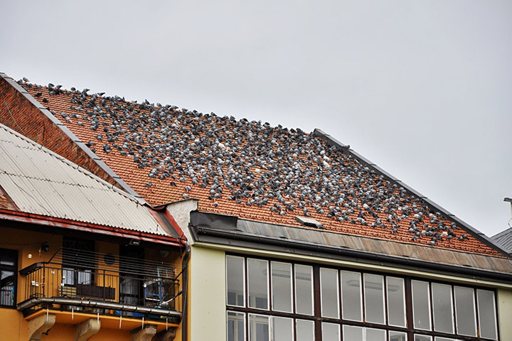 A2B Pest Control are able to install spikes to deter birds from roofs in Hounslow. 